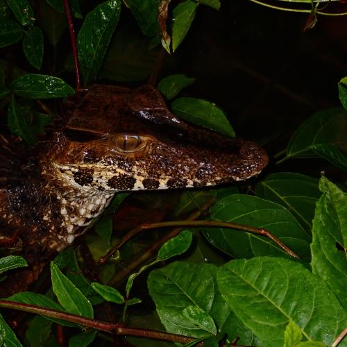 caiman gris