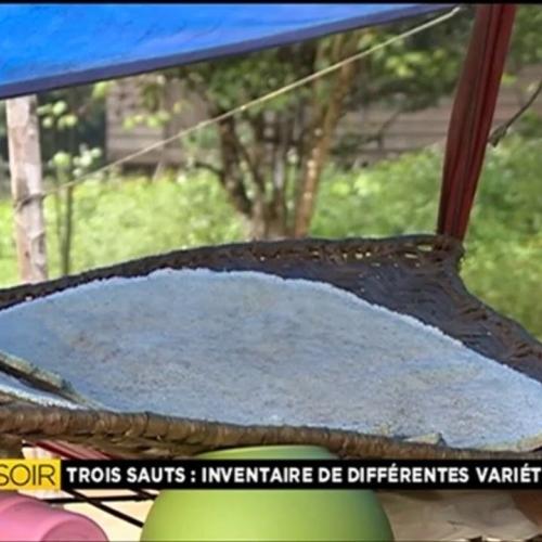 Inventaire des des différentes variétés de manioc à Trois Sauts