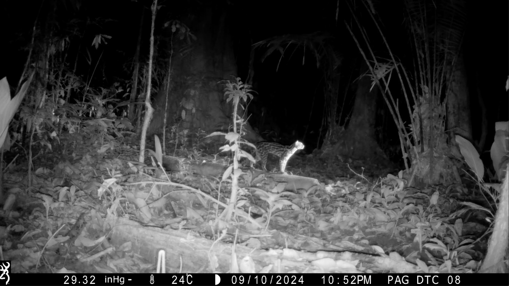 ocelot camtrap salle