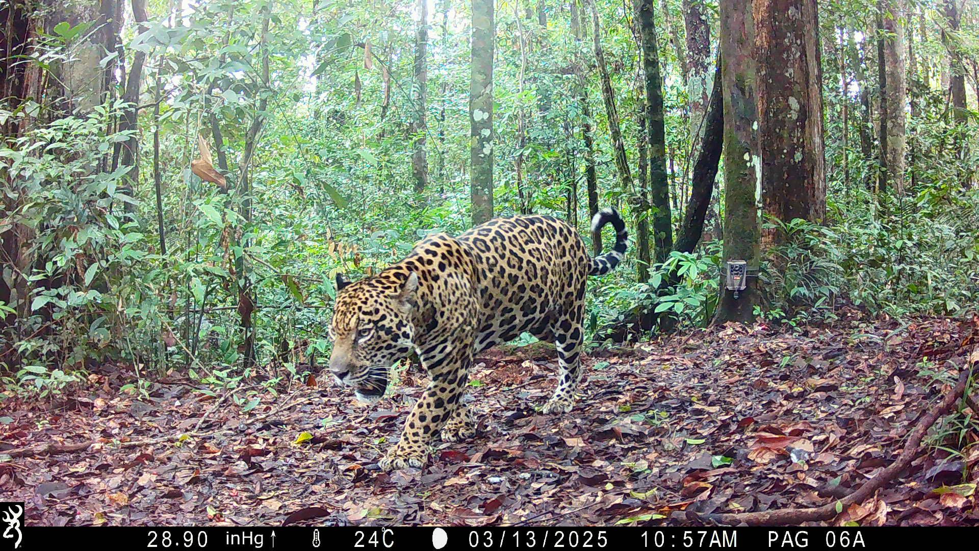 jaguar Saül