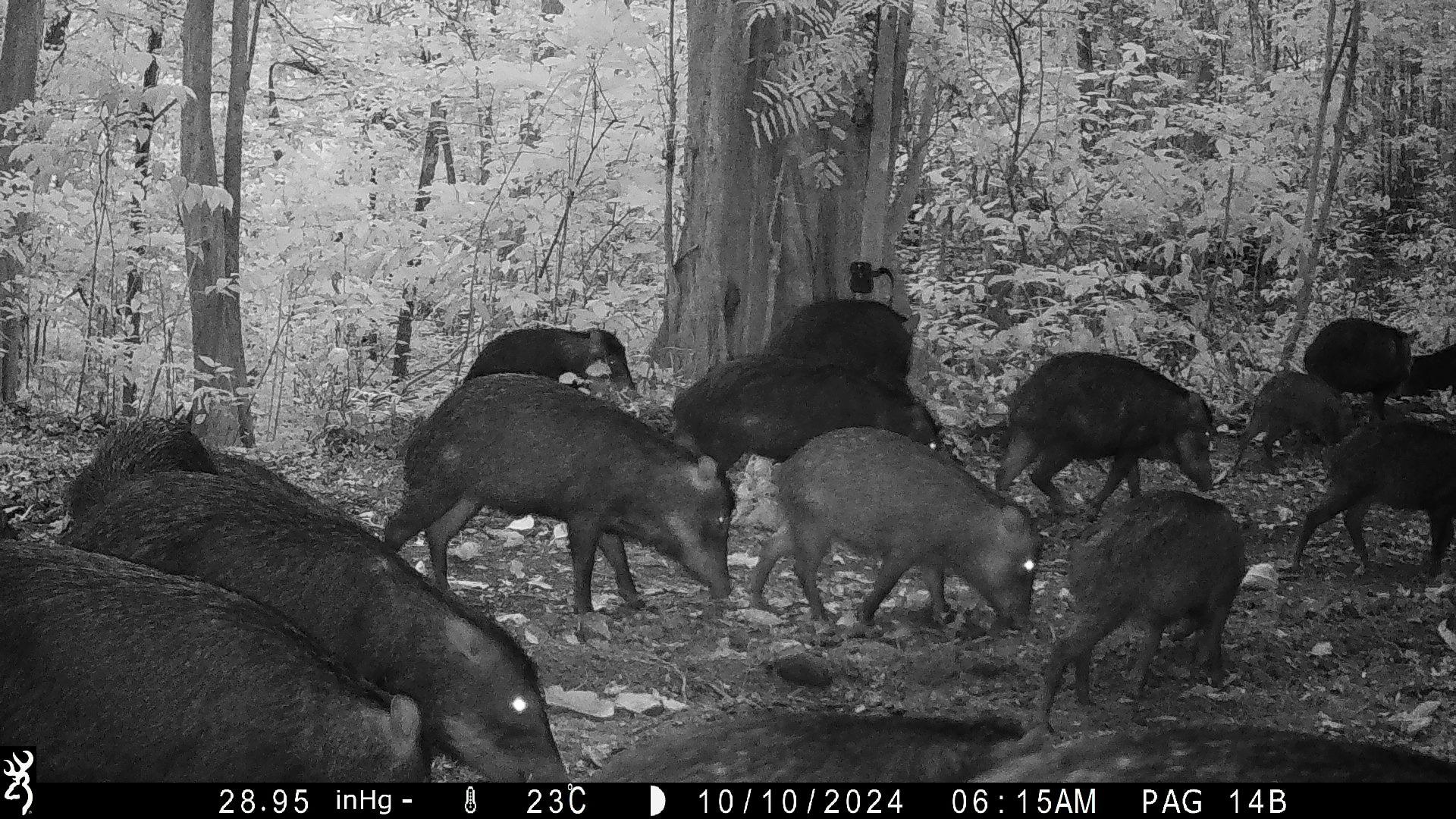 cochon bois Saül camtrap
