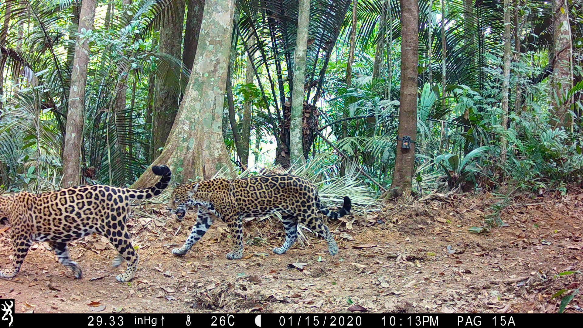 jaguar Saül