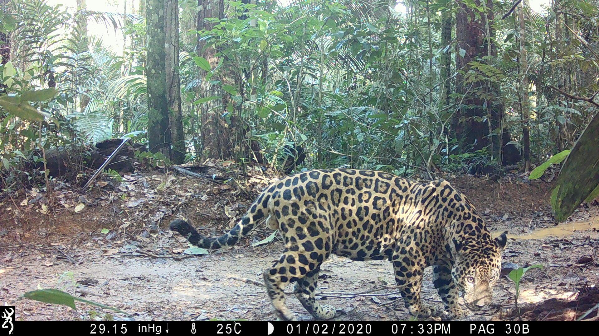 jaguar Saül