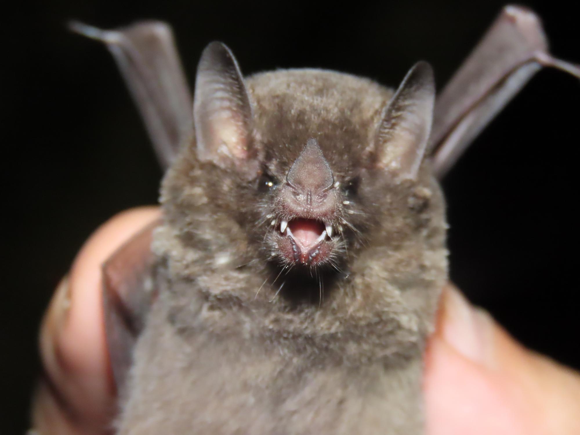 chauve-souris