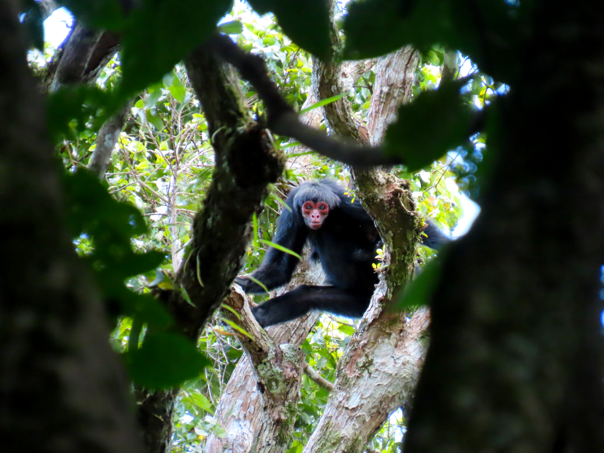 singe atèle