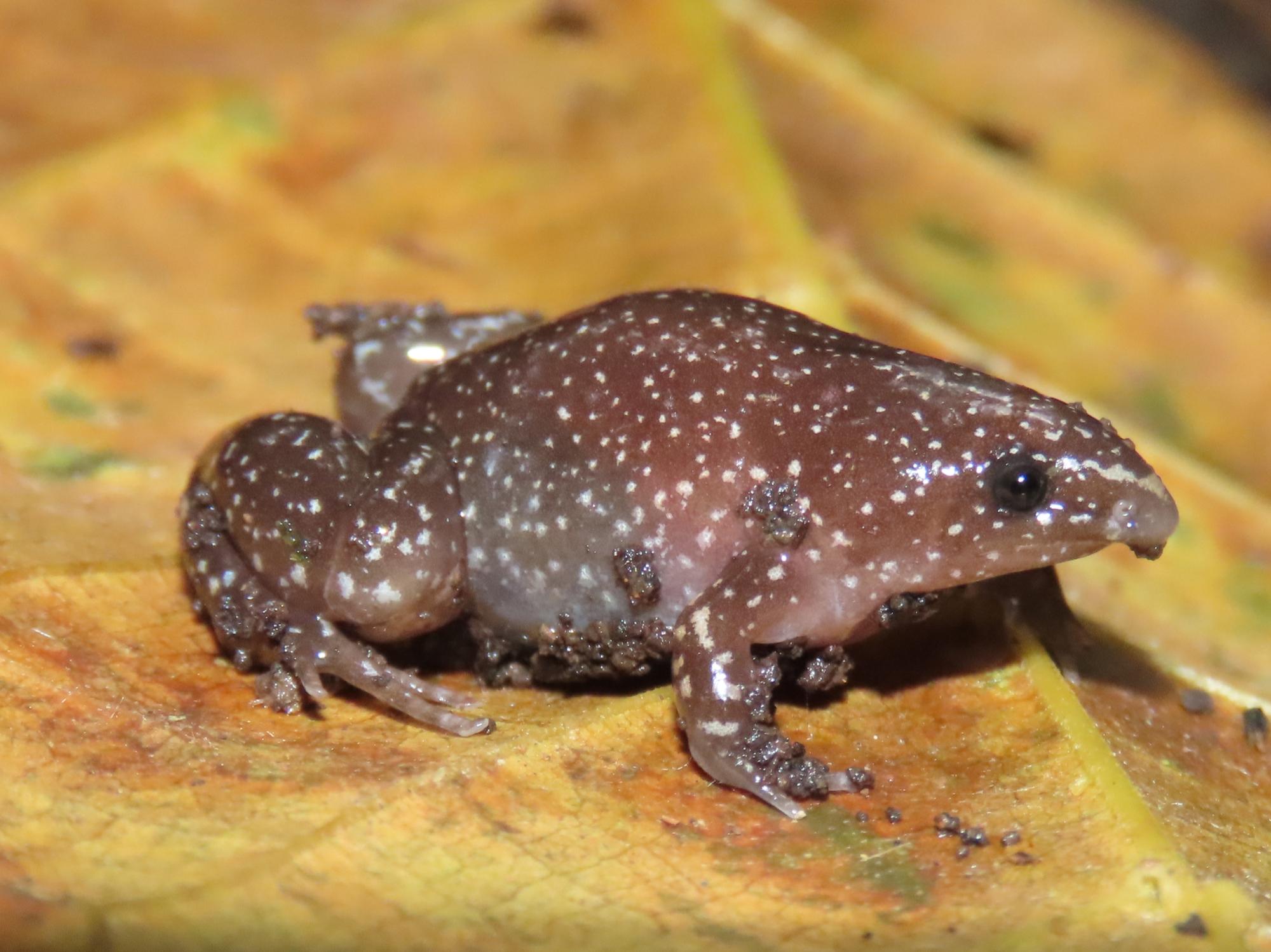 grenouille taupe