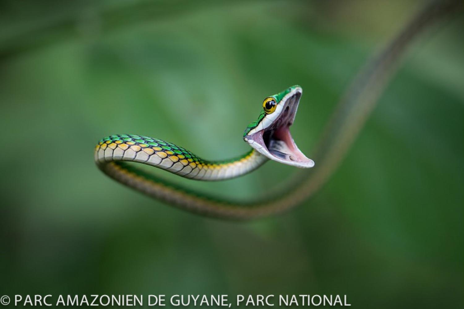 _serpent_liane_leptophis_ahaetulla_en_position_dintimidation_dans_la_vegetation_en_bord_de_riviere._c_guillaume_feuillet_-pag_.jpg